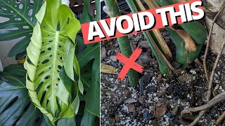 Your Monstera is buried too deep by Kill This Plant 87,686 views 1 year ago 15 minutes