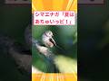 【2ch面白いスレ】シマエナガ「夏はあちゅいっピ！」#2ch#2ch面白いスレ#2ちゃんねる
