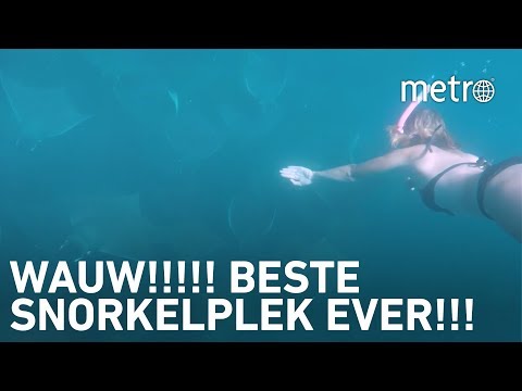 Video: Hoe Te Zwemmen Met Walvishaaien En Zeeleeuwen In De Zee Van Cortez