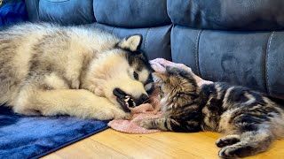 Giant Husky Play Fights Kitten! (He Bites Him!!)