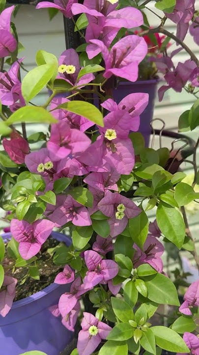 Восхитительно красивые цветы 🥹 каждый сорт прекрасен 🥰 #flowers # ...