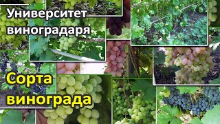 19. Описание сортов винограда и выбор сорта винограда