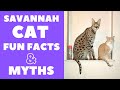 Savannah Cats 101 : Fun Facts & Myths