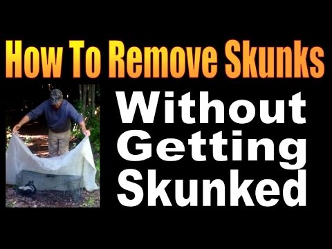 HOW TO REMOVE SKUNKS WITHOUT GETTING SKUNKED