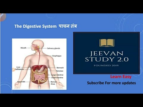 Digestive System पाचन तंत्र Part- 1 - YouTube