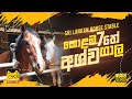 Sri Lankan Horse Stable | Colombo | 2020