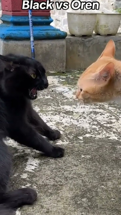 Suara kucing berantem. #catlovers #cat #suarakucingberantem