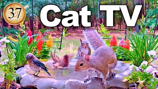 Ep.37 😻 CAT TV for Cats | Splashing 🐦Birds Chirping & Singing in the Bath @BirdBathBonanza@LensMyth