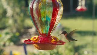 Hummingbird in slow motion