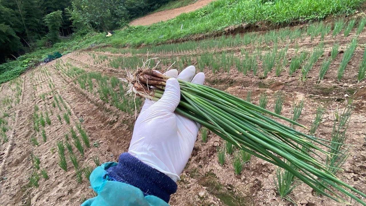 1번쪽파 밭 태풍오기전 마무리 수확! 출하. #쪽파 #여름쪽파 #쪽파농사 #쪽파키우는방법 - YouTube