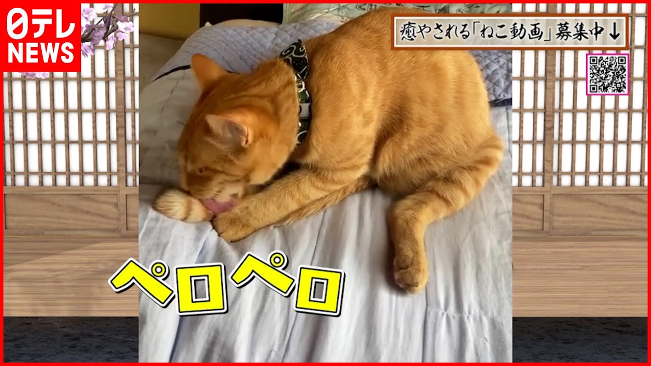 癒やし 自分のしっぽを捕まえる猫 Youtube