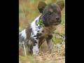 Life on the Luangwa: The Fight to Protect 9 New Puppie. #wildlife #animals #shorts