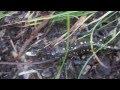 Juvenile Spotted Salamander and slimy salamander