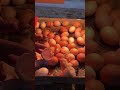 50 eggs incubator hatching with result #shorts #hatching #viral