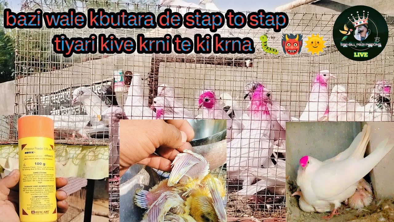 ਬਾਜ਼ੀ ਵਾਲੇ ਕਬੂਤਰਾ ਨੂੰ ਸਟੈਪ ਵੈਜ ਕਿ ਕਰਨਾ[¥]lasi ch sro da teal kive pa k dena!aw km jrur krna 