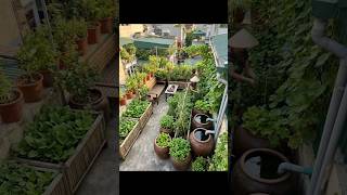 🌱 The Most Satisfying Rooftop Garden Restoration You'll Ever Watch#video