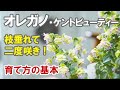 オレガノ ケントビューティーの育て方　切り戻し、剪定など