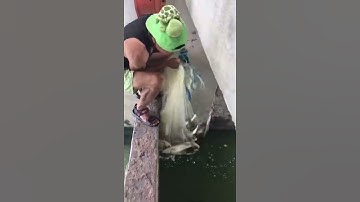 Câu cá bằng lưới đúc tuyệt vời 🐟 Video câu cá hay nhất 🐟 #shorts