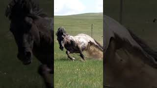Faster Horse #shorts #horse #animals #fyp