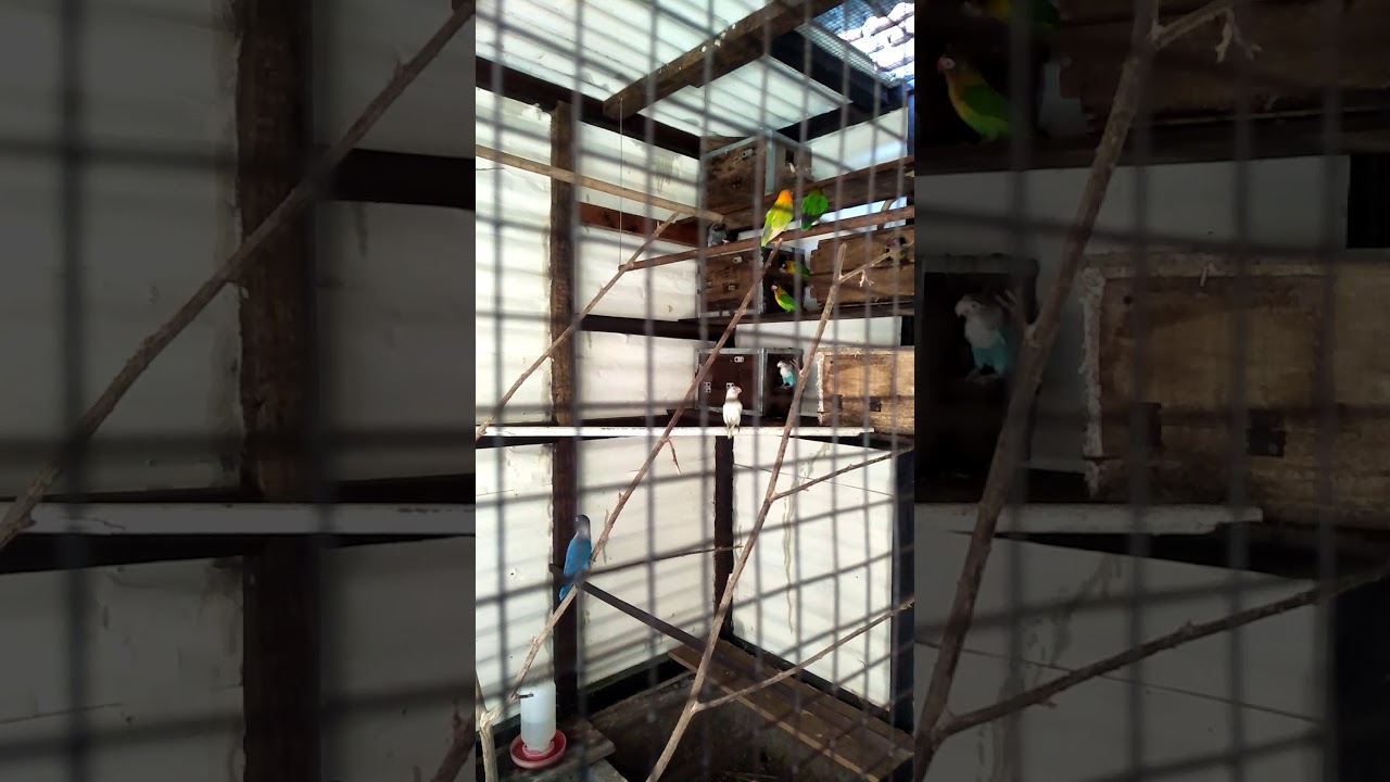 Ternak lovebird dikandang koloni 