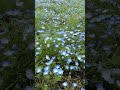 Nemophila ネモフィラ