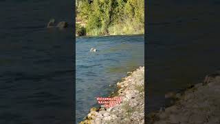 Di̇şi̇ Kangal Azgin Sulara Meydan Okuyor Ş Öpek