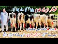 Jersey cows and australian friesian cross cows  cows for sale in pakistan 28 may 2024