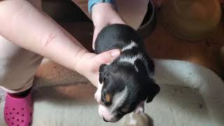 Beagle Pups at 2 weeks old