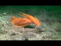 stock footage Giant nudibranch attacking tubedwelling anemone
