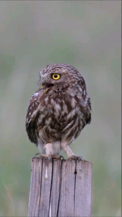 Sounds of Little Owl Screaming | Athene Noctua Sounds