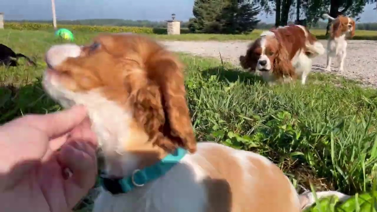 Puppies Play Outside with their Mom and Dad