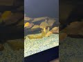 They growing #fry #mbunacichlids #africancichlids #fishkeepinghobby