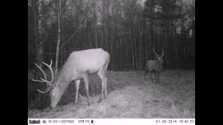 Спарринг чернобыльских оленей Red deer sparrings Спарринг чернобыльских оленей Red deer sparrings