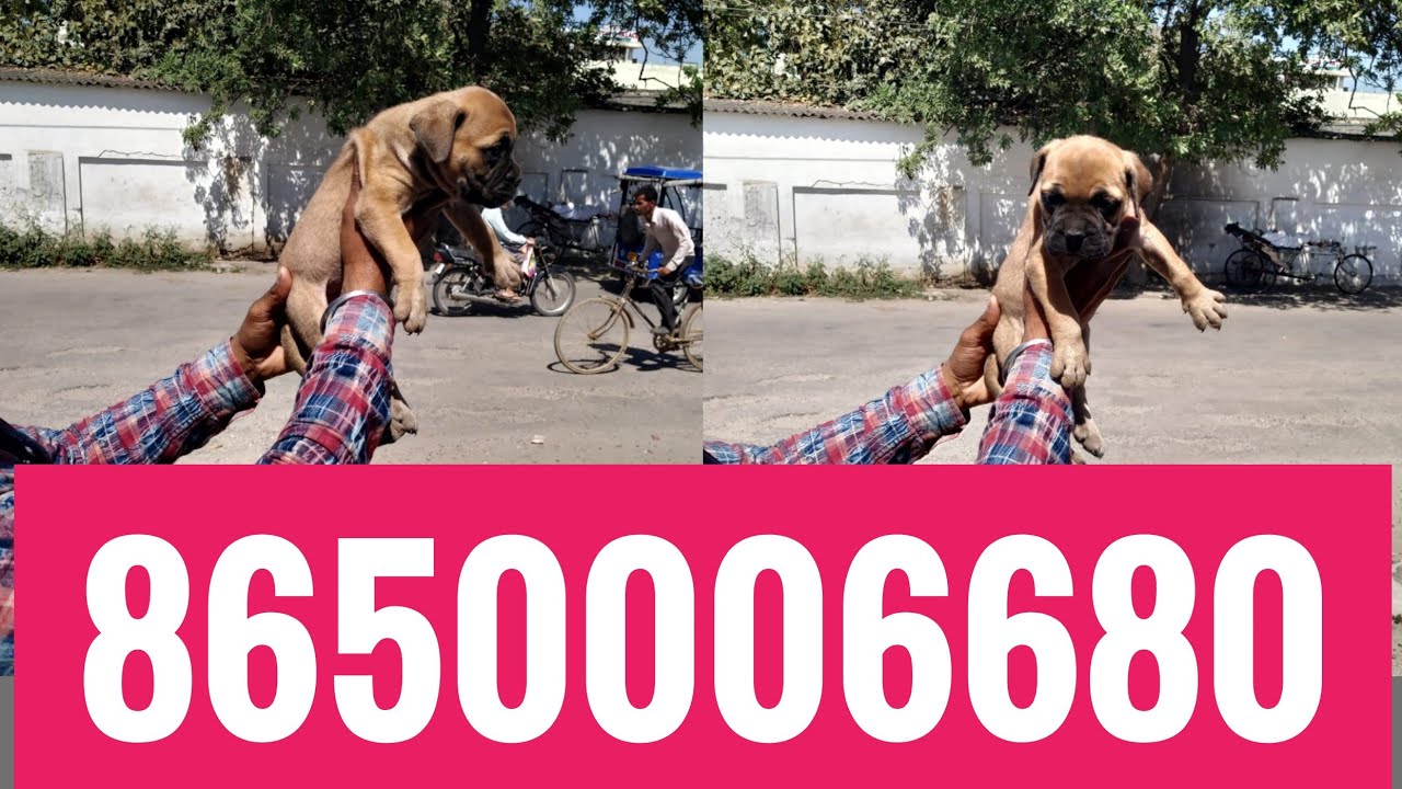 Show quality Dog Bull Mastiff puppies for sale in Dehradun Uttrakhand