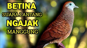 Perkutut Betina Memanggil Jantan Suara PALING BERHASIL Memancing Perkutut Jantan Langsung Manggung