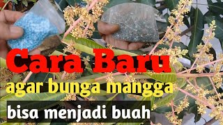 Tips Cara Mengatasi Bunga Mangga yang Rontok | Agar bunga bisa menjadi buah