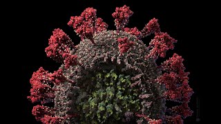 3D model of the SARSCoV2 virus at atomic resolution