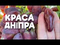 🍇 КРАСА ДНІПРА. РАННІЙ ВИНОГРАД