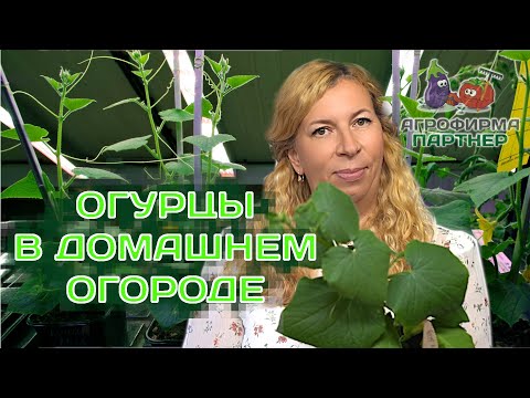 Огурцы в домашнем огороде. Все от А до Я. огороднаокне