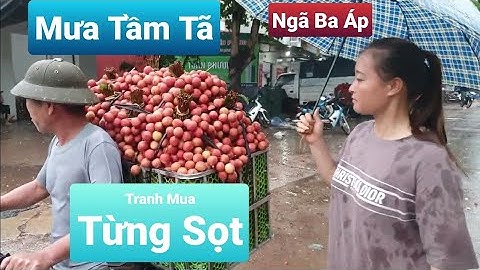 Giá Vải Lục Ngạn Hôm Nay - Mưa To Thiếu Hàng Mua Thương Lái Tranh Bo Từng Sọt I Núi Đồi Lục Ngạn