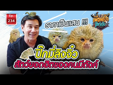 SaranairChannel11เทคนิคสำหรับมือใหม่ลงทุนหุ้นยังไงให้ไม Pygmy Marmoset ลิงปิกมี่ ราคาเป็นแสน I เพื่อนรักสัตว์เอ๊ย Ep.234