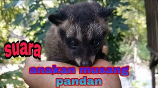 suara anakan musang pandan