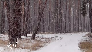Звуки зимней метели в лесу | Sounds Of A Winter Blizzard In The Forest