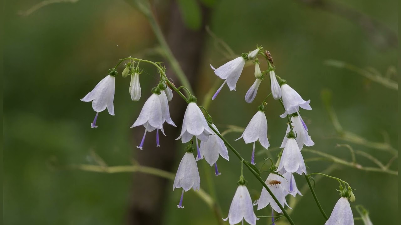 АДЕНОФОРА, или  БУБЕНЧИК  (ADENOPHORA)  сем. Колокольчиковые