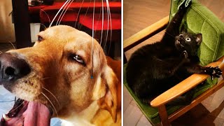 Best Funny Animals Moments 🤣 Funny Wild and Pets Videos Compilation 😹🐶🐒