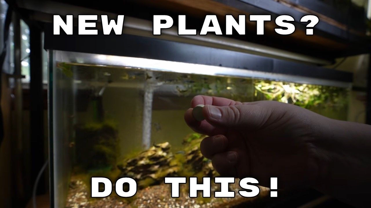 Establishing new plants? My secret...