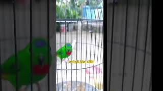 Download Lagu serindit isian cililin #shorts #serindit #burung #birds MP3 Download Lagu serindit isian cililin #shorts #serindit #burung #birds MP3