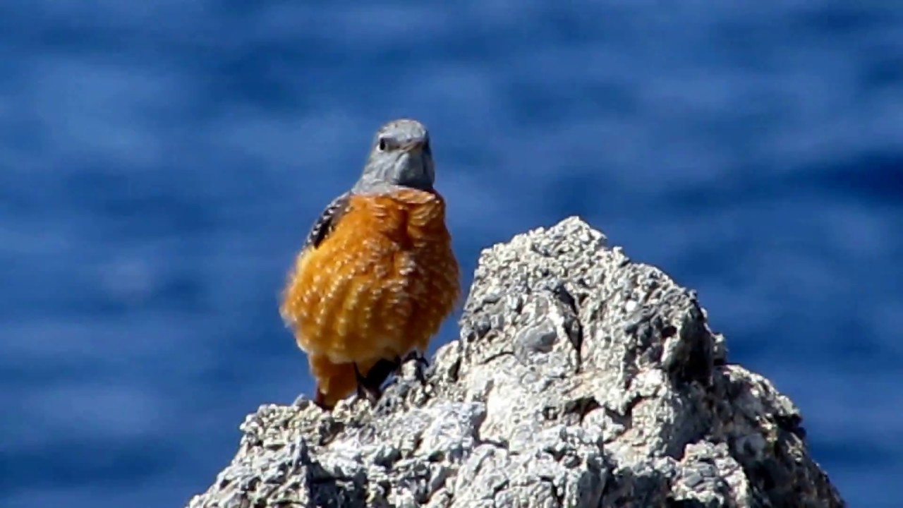 Common rock thrush (Monticola saxatilis) Πετροκότσυφας - Πυροκότσυφας