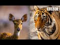 Mother nature has an incredible trick to help this tiger  bbc