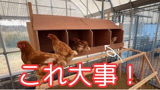 新米養鶏家さん必見！産卵箱の作り方｜考え方編